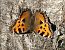 Nymphalis polychloros © Horand Maier