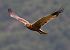 Falco di palude (Circus aeruginosus) © Horand Maier