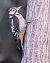 Picchio rosso maggiore (Dendrocopos major) © Horand Maier
