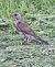 Cesena (Turdus pilaris) © Horand Maier