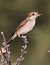 Averla piccola (Lanius collurio) © Horand Maier