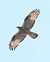 Falco pecchiaiolo (Pernis apivorus) © Horand Maier
