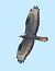 Falco pecchiaiolo (Pernis apivorus) © Horand Maier