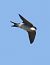 Balestruccio (Delichon urbicum) © Horand Maier