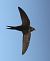 Rondone comune (Apus apus) © Horand Maier