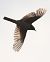 Ballerina bianca (Motacilla alba) © Horand Maier