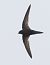 Rondone comune (Apus apus) © Horand Maier