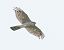 Sparviere (Accipiter nisus) © Horand Maier