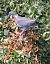 Colombaccio (Columba palumbus) © Horand Maier