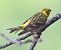 Verzellino (Serinus serinus) © Horand Maier