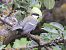 Cinciallegra (Parus major) © Horand Maier