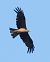 Nibbio bruno (Milvus migrans) © Horand Maier