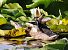 Germano reale (Anas platyrhynchos) © Horand Maier