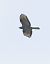 Falco pecchiaiolo (Pernis apivorus) © Horand Maier