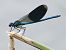Calopteryx splendens  - Horand Maier