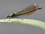 Calopteryx splendens  - Horand Maier