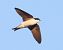 Balestruccio (Delichon urbicum) © Horand Maier