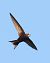 Rondone comune (Apus apus) © Horand Maier