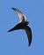 Rondone comune (Apus apus) © Horand Maier