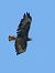 Mäusebussard (Buteo buteo) © Horand Maier
