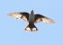 Rondine montana (Ptyonoprogne rupestris) © Horand Maier