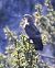 Falco pecchiaiolo (Pernis apivorus) © Horand Maier