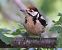 Picchio rosso maggiore (Dendrocopos major) © Horand Maier