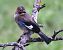 Ghiandaia (Garrulus glandarius) © Horand Maier
