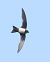 Rondone maggiore (Tachymarptis melba) © Horand Maier