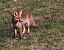 Volpe (Vulpes vulpes) © Horand Maier