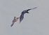 Lodolaio (Falco subbuteo) © Horand Maier