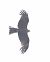 Nibbio bruno (Milvus migrans) © Horand Maier