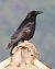 Cornacchia nera (Corvus corone) © Horand Maier