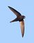 Rondone comune (Apus apus) © Horand Maier