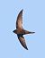 Rondone comune (Apus apus) © Horand Maier