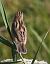Beccamoschino (Cisticola juncidis) © Horand Maier