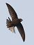 Rondone comune (Apus apus) © Horand Maier