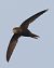 Rondone comune  - Horand Maier