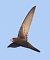 Rondone comune (Apus apus) © Horand Maier