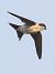 Balestruccio (Delichon urbicum) © Horand Maier