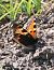 Aglais urticae © Horand Maier