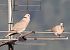 Tortora dal collare (Streptopelia decaocto) © Horand Maier