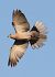 Tortora dal collare (Streptopelia decaocto) © Horand Maier