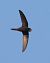 Rondone comune (Apus apus) © Horand Maier