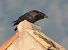 Cornacchia nera (Corvus corone) © Horand Maier