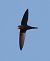 Rondone comune (Apus apus) © Horand Maier