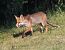 Volpe (Vulpes vulpes) © Horand Maier