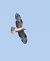 Falco pecchiaiolo (Pernis apivorus) © Horand Maier
