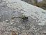 Onychogomphus forcipatus © Massimo Caprara