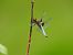 Libellula depressa © Massimo Caprara